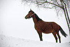 brown mare