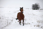 trotting mare