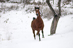 running mare