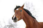 brown mare