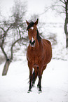 brown mare