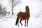 brown mare