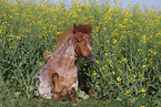 sitting crossbreed