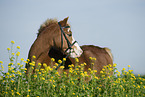 pony crossbreed in portrait