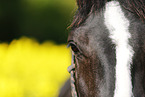 horse in field of rape