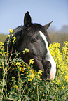 horse in field of rape
