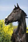 horse in field of rape
