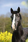 horse in field of rape