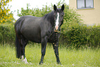 pregnant mare