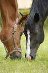 grazing horses