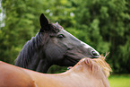 horses pair grooming