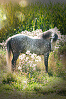 Haflinger-Andalusian