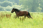 galloping Shire-Cross