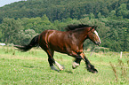 galloping Shire-Cross