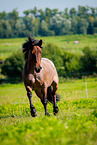 trotting Ardennes-Cross