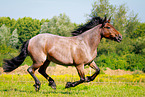 galloping Ardennes-Cross