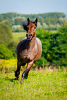 galloping Ardennes-Cross