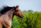Ardennes-Cross Portrait