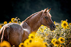 Arabian-Horse-Pony-Cross Portrait