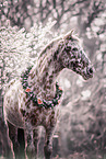 Lusitano-Knabstrup