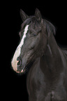 Portrait of a black mare with blaze