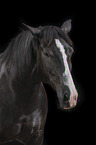 Portrait of a black mare with blaze