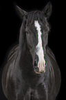Portrait of a black mare with blaze