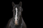 Portrait of a black mare with blaze