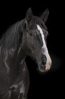 Portrait of a black mare with blaze