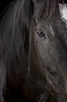 horse eye