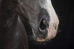horse mouth