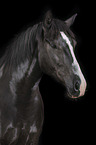 Portrait of a black mare with blaze