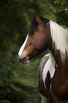 German-Riding Pony-Tinker-Mix portrait