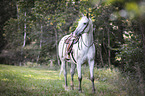 Appaloosa-Mix mare