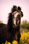 Welsh-Cross portrait