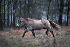 trotting Welsh-Cross