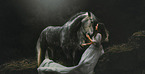 woman and Arabian-Berber-Horse