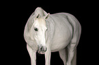 Lipizzaner-Cross Portrait