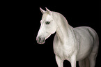 Lipizzaner-Cross Portrait