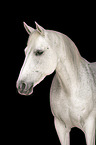 Lipizzaner-Cross Portrait