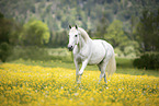 galloping Lipizzaner-Cross