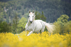 galloping Lipizzaner-Cross