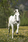 galloping Lipizzaner-Cross