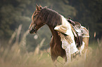 woman and warmblood-cross
