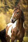 warmblood-cross portrait