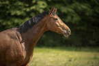 Trakehner-Cross Portrait
