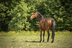 Trakehner-Cross