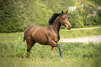 galloping Trakehner-Cross