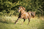 galloping Haflinger-Cross