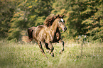 galloping Haflinger-Cross